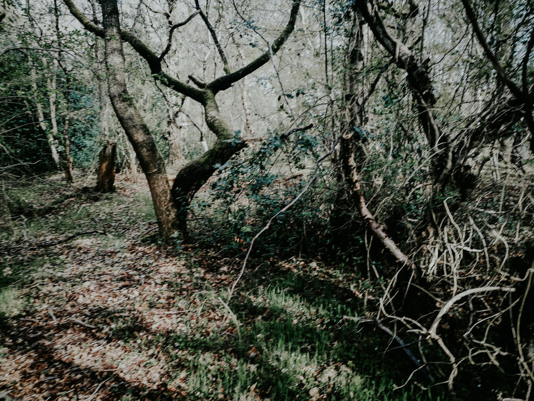 Photograph of woodland trees receding into the distance