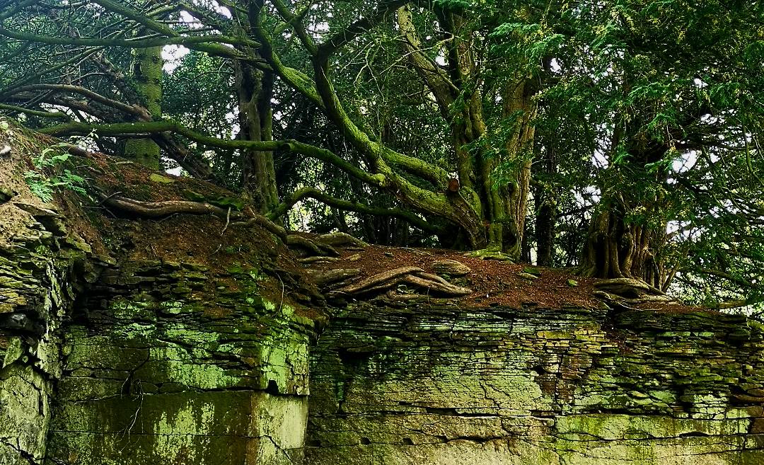 ROOTS ABOVE, ROOTS BELOW