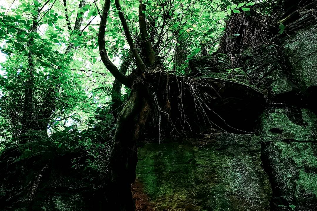 Dark tree roots